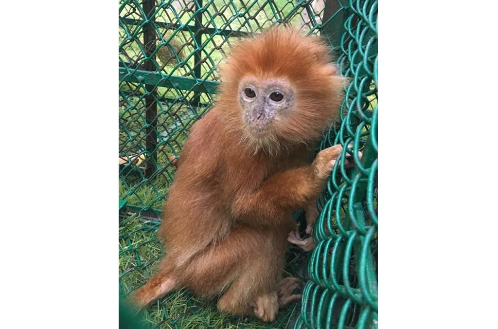 The global wildlife operation saw the seizure worldwide of 23 live primates, including this infant Langur (Trachypithecus Poliocephalus) being smuggled from Bangladesh and intercepted during a road inspection by India Wildlife Crime Control Bureau and Bengal Forest Department